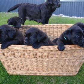 Fotka k inzerátu Labradorsky retriver s PP- šteňata / 18077859