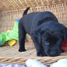 Foto inzerátu Labradorsky retriver s PP-šteňata