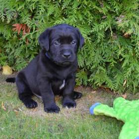 Foto inzerátu Labradorsky retriver s PP-šteňata