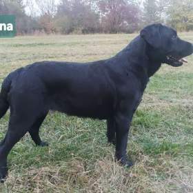 Foto inzerátu Labradorsky retriver s PP-šteňata