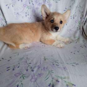 Foto inzerátu Welsh Corgi-fenečka