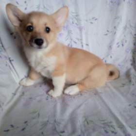 Foto inzerátu Welsh Corgi-fenečka