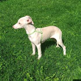 Fotka k inzerátu Whippet /Vipet/ -  pejsek bez pp / 19626894