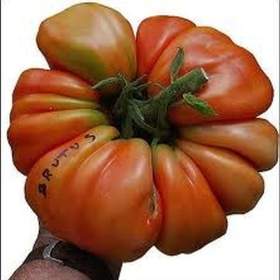 Foto inzerátu Rajče Brutus - semena