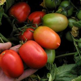 Foto inzerátu Rajče Denár - semena