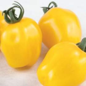 Rajče Appleberry F1 YELLOW -  semena / 19629916