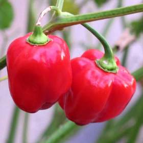 Fotka k inzerátu Chilli Habanero Red Caribbean -  semena / 19349122