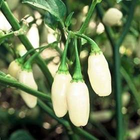 Fotka k inzerátu Chilli Habanero White superpálivá -  semena / 19349122