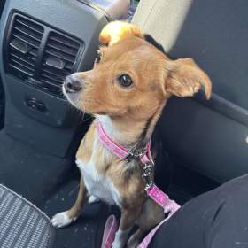 Foto inzerátu Nabízím ke krytí fenku 