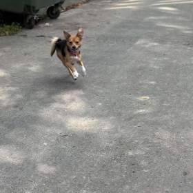 Foto inzerátu Nabízím ke krytí fenku 