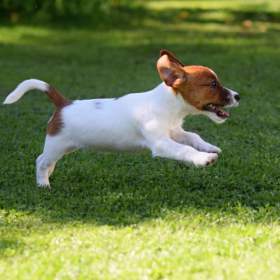 Fotka k inzerátu Jack Russell teriér s PP / 19626894