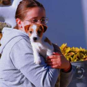 Foto inzerátu Jack Russell teriér s PP