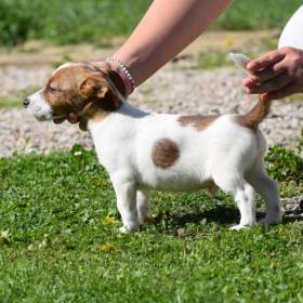 Foto inzerátu Jack Russell teriér s PP