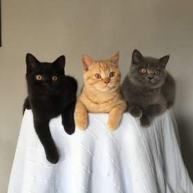 Foto inzerátu Britská koťátka s PP za  skvělou cenu !!!