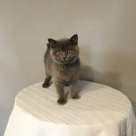 Foto inzerátu Britská koťátka s PP za  skvělou cenu !!!