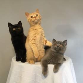 Foto inzerátu Britská koťátka s PP za  skvělou cenu !!!