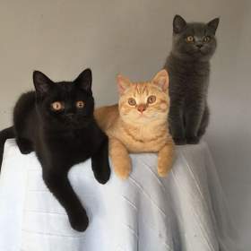 Foto inzerátu Britská koťátka s PP za  skvělou cenu !!!