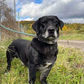 Fotka k inzerátu FANNY -  psík 7 let  / 19388707