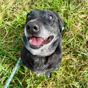 Foto inzerátu FANNY - psík 7 let