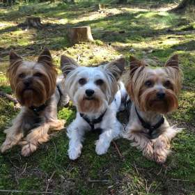 Fotka k inzerátu Jorkšírský teriér, Biewer yorkšírský teriér krytí, připuštění / 19629397