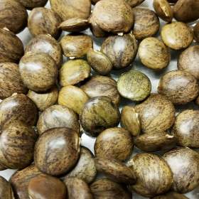 Fotka k inzerátu Semena vistárie čínské -  350 ks / 18161047