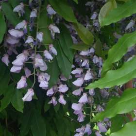 Foto inzerátu Semena vistárie čínské - 350 ks