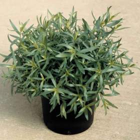 Foto inzerátu Pelyněk kozalec - semena