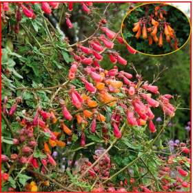 Eccremocarpus Scaber Mix barev -  Úponatka -  SEMENA / 19630655