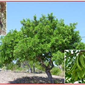 Ceratonia Siliqua -  Svatojánský chléb -  semena / 19630661