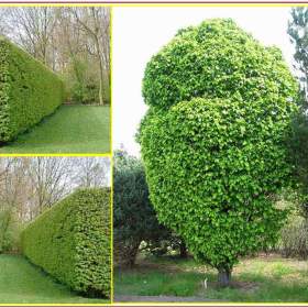 Habr obecný -  SEMENA / 19630665