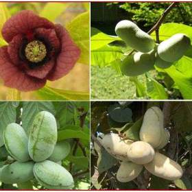 Fotka k inzerátu Asimina Triloba -  Stratifikovaná semena  / 18373409