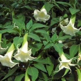 Foto inzerátu  řízek Brugmansia Arborea