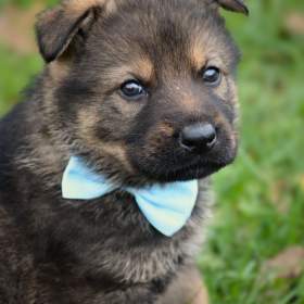 Foto inzerátu Německý ovčák s PP k odběru