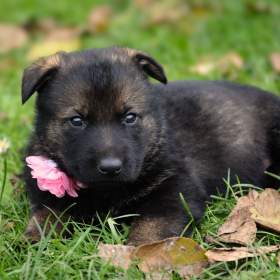 Foto inzerátu Německý ovčák s PP k odběru