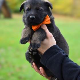 Foto inzerátu Německý ovčák s PP k odběru