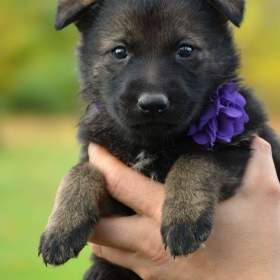 Foto inzerátu Německý ovčák s PP k odběru