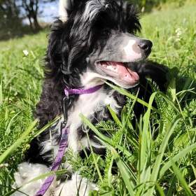 Fotka k inzerátu Čínský chocholatý pes -  labutěnka  / 19231811