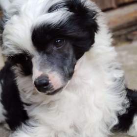 Fotka k inzerátu Čínský chocholatý pes -  labutěnka s PP / 19231811