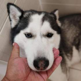 Fotka k inzerátu Husky / 19231811