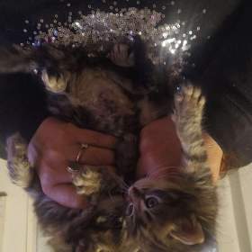 Daruji kotatka / 19631454