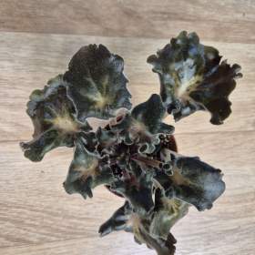 Foto inzerátu Africké fialky - Saintpaulia