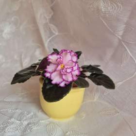 Foto inzerátu Africké fialky - Saintpaulia