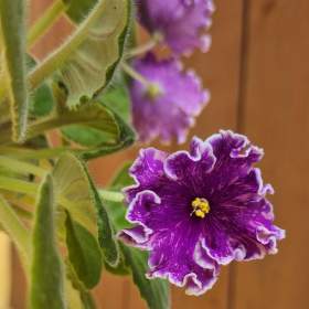 Foto inzerátu Africké fialky - Saintpaulia