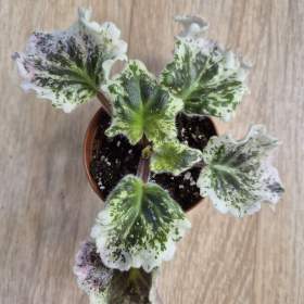 Foto inzerátu Africké fialky - Saintpaulia