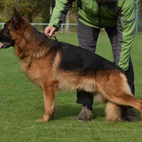 Fotka k inzerátu Německý ovčák -  štěňátka s PP / 19175952