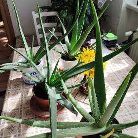 Foto inzerátu PRODÁM 3 KUSY BANÁNOVNÍKŮ+4 KUSY LÉČIVÉ ALOE VERA!!
