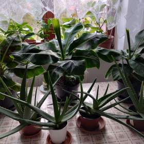 Fotka k inzerátu PRODÁM 3 KUSY BANÁNOVNÍKŮ+4 KUSY LÉČIVÉ ALOE VERA! !  / 18940186