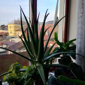 Foto inzerátu PRODÁM 3 KUSY BANÁNOVNÍKŮ+4 KUSY LÉČIVÉ ALOE VERA!!