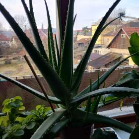 Foto inzerátu PRODÁM 3 KUSY BANÁNOVNÍKŮ+4 KUSY LÉČIVÉ ALOE VERA!!