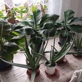 Foto inzerátu PRODÁM 3 KUSY BANÁNOVNÍKŮ+4 KUSY LÉČIVÉ ALOE VERA!!